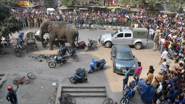 فيل في الهند - سبوتنيك عربي