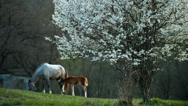A horse and a colt in the meadow in the village of Klinovka, Crimea. - سبوتنيك عربي