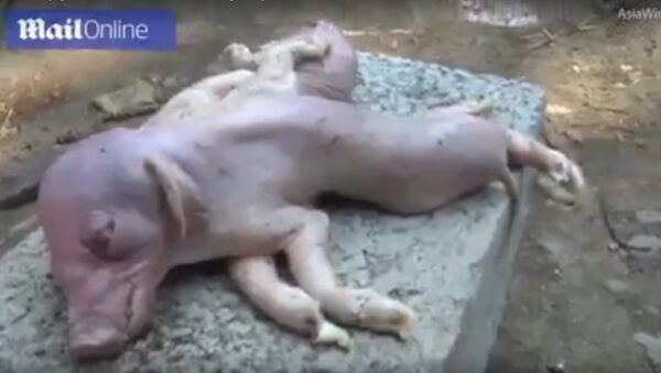 ولادة خنزير على شكل أخطبوط في الصين - سبوتنيك عربي