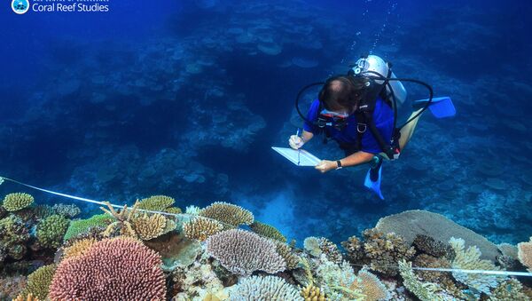 عالم يدرس الشعاب المرجانية في أستراليا - سبوتنيك عربي