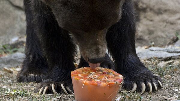 الدب يأكل المثلجات في روسيا من شدة الحر - سبوتنيك عربي