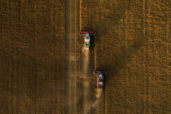 موسم حصاد الوفان في حقول حي إسكيتيمسك بمنطقة نوفوسيبيرسك، روسيا - سبوتنيك عربي