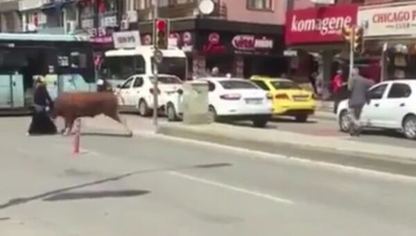 فيديو.. ثور ينطح امرأة  في تركيا - سبوتنيك عربي