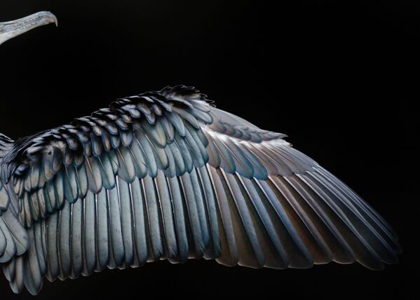 جائزة أفضل مصور طيور لعام 2017 - صورة لتفاصيل جناح طائر الغاق، في فئة الانتباه للتفاصيل للمصور توم هاينز - سبوتنيك عربي