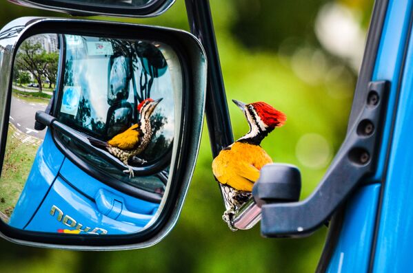 جائزة أفضل مصور طيور لعام 2017 - صورة لطائر نقار الخشب ينظر بتعجب إلى إنعكاسه في مرآة، في فئة طيور في بستان للمصور كلفين داو - سبوتنيك عربي