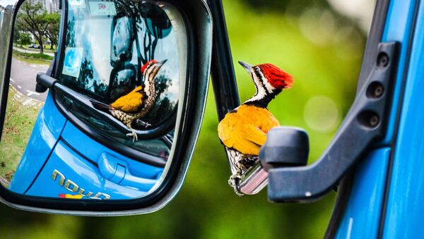 جائزة أفضل مصور طيور لعام 2017 - صورة لطائر نقار الخشب ينظر بتعجب إلى إنعكاسه في مرآة، في فئة طيور في بستان للمصور كلفين داو  - سبوتنيك عربي