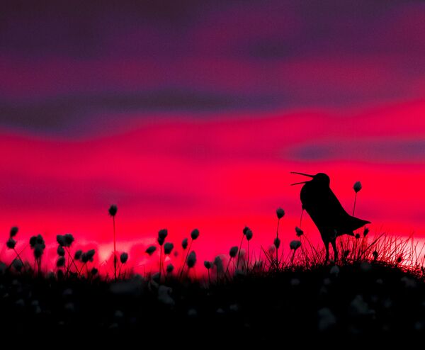 جائزة أفضل مصور طيور لعام 2017 - صورة لطائر شنقب الكبير (ويسمى جهلول الكبير)، في فئة الطيور والبيئة للمصور تورستن غرين-بيترسن - سبوتنيك عربي