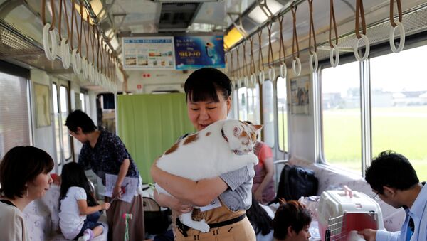 قطط تتجول في قطار باليابان - سبوتنيك عربي