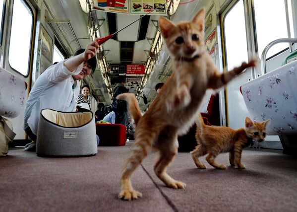 راكب يلعب مع القطط في أول قطار القطط في العالم، الذي أطلق في أوغاكي، محافظة جيفو، اليابان، للتوعية بعدم قتل القطط الضالة. - سبوتنيك عربي
