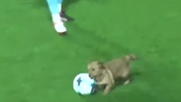 كلب يسرق كرة - سبوتنيك عربي