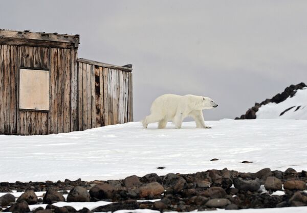 دب قطبي يسير على ضفة خليج تيخايا على جزيرة غوكر الواقعة في  أرخبيل أرض فرانس جوزيف في بحر بارنتس في منطقة القطب الشمالي - سبوتنيك عربي