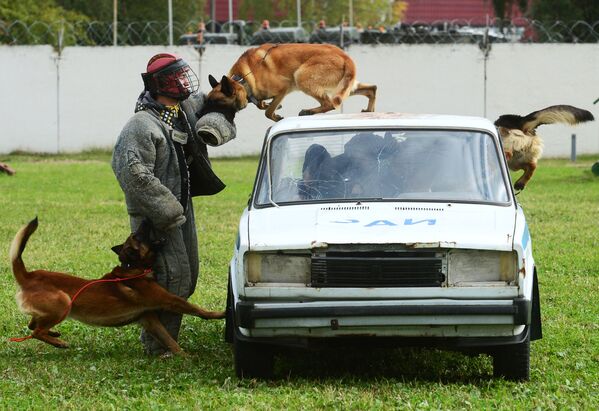 تدريب كلاب الحرس الوطني في ضواحي موسكو، روسيا - سبوتنيك عربي