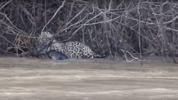 فيديو لمعركة شرسة  بين تمساح جاكوار تنتهي لصالح النمر - سبوتنيك عربي