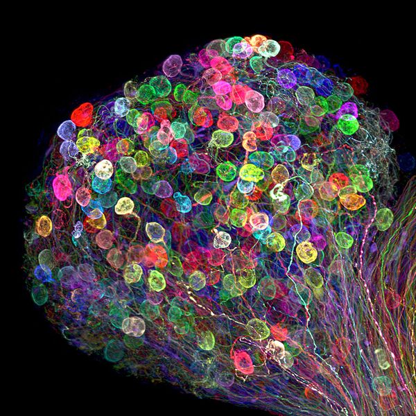 صورة لمجموعة من الخلايا العصبية لجنين أحد أنواع الطيور، والصورة مكبرة 30 مرة - حائزة على المرتبة الـ 7، اليابان - سبوتنيك عربي