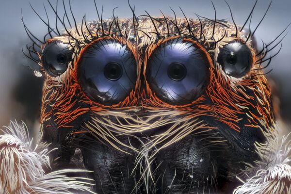 صورة لعيون عنكبوت، الصورة مكبرة 6 مرات - فئة صور حائزة على جائزة شرف، اسطنبول، تركيا - سبوتنيك عربي
