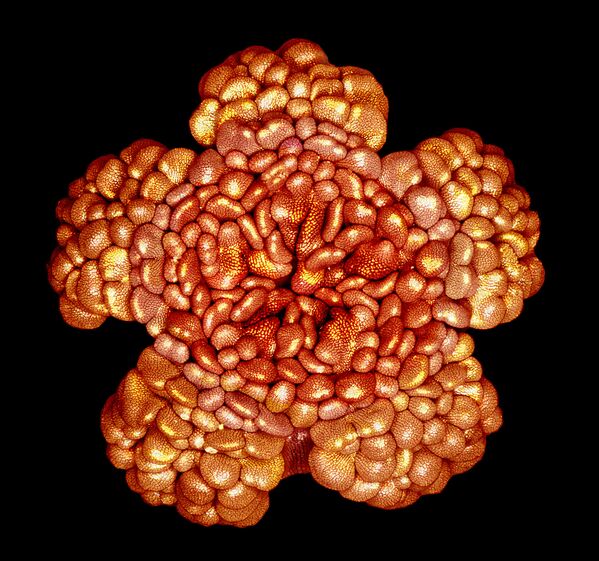 صورة لمرحلة مبكرة من تطور زهرة خبيزة البستان، الصورة مكبرة 5 مرات - فئة صور متميزة، نيويورك، الولايات المتحدة الأمريكية - سبوتنيك عربي