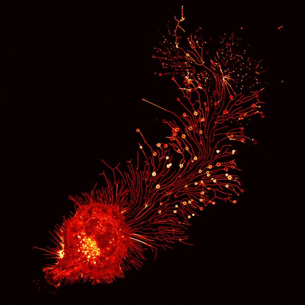 خلايا فأر (L929) والصورة مكبرة 780 مرة - فئة صور متميزة، الصين - سبوتنيك عربي