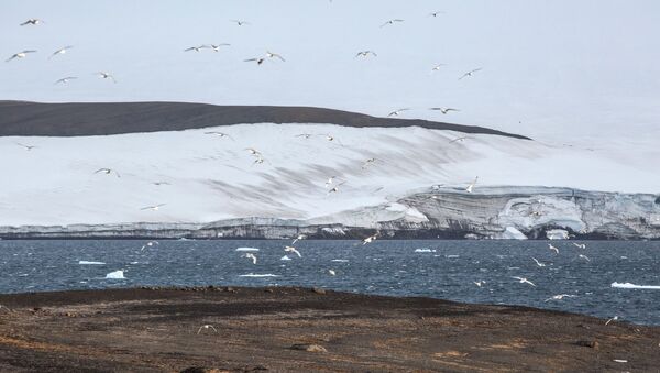 جزيرة غريلي على أرخبيل أرض فرانس جوزيف في بحر بارنتس في منطقة القطب الشمالي حيث تابع حملة تنظيف الأرخبيل - سبوتنيك عربي