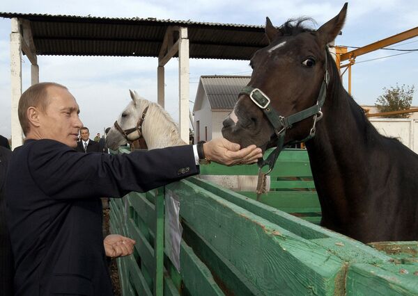 الرئيس فلاديمير بوتين يطعم فرسا في مزرعة نيكولايفسكايا في مقاطعة ساراتوفسك، روسيا - سبوتنيك عربي