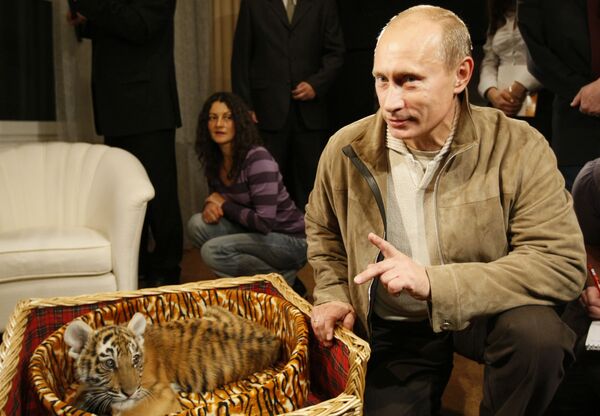 فلاديمير بوتين ونمر الآمور، الذي أهدي إليه بمناسبة عيد ميلاده،  ومن ثم تم تسليمه إلى حديقة نوفو-أوغاريفو، روسيا - سبوتنيك عربي