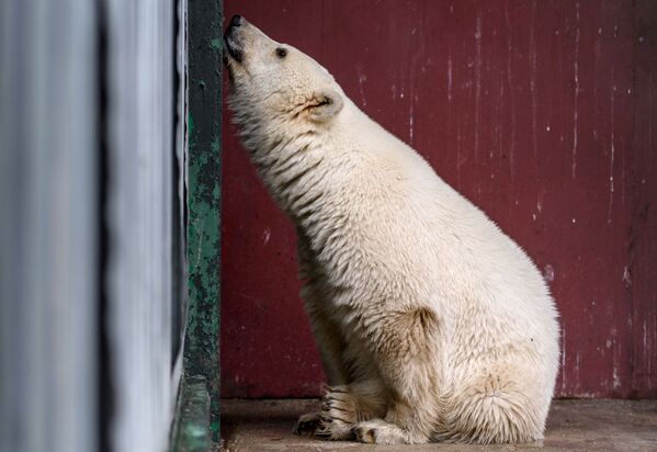 وصول دب قطبي إلى ياكوتيا إلى مركز لاستنساخ الحيوانات النادرة في حديقة موسكو للحيوانات - سبوتنيك عربي