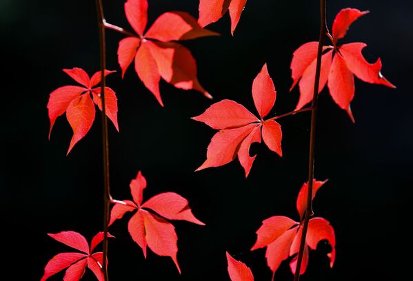 أوراق الخريف الحمراء في حديقة ألمانيا - سبوتنيك عربي