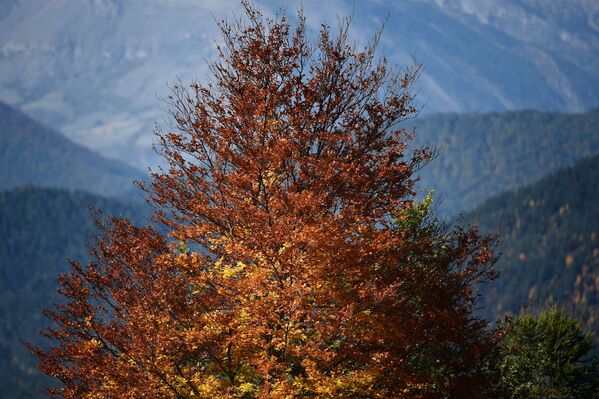 شجرة مع أوراق الخريف في جبال الألب الفرنسية - سبوتنيك عربي