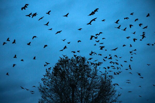 الطيور في سماء منطقة كيميروفو، روسيا - سبوتنيك عربي