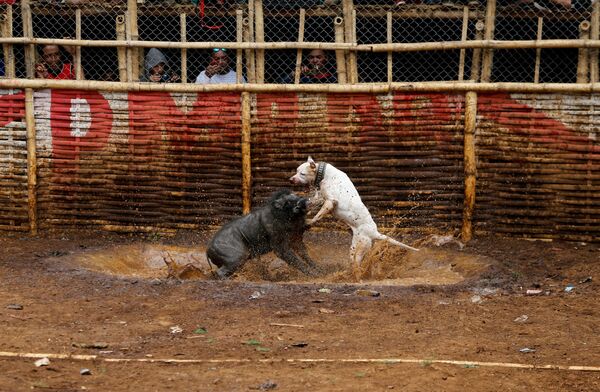 مصارعة الكلاب بيتفا بوروفا في إندونيسيا 24 سبتمبر/ أيلول 2017 - سبوتنيك عربي