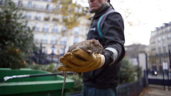 مكافحة الفئران في باريس - سبوتنيك عربي