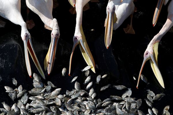 ترحيل طيور البجع الأبيض كجزء من مشروع ممول من وزارة الزراعة الإسرائيلية بهدف منع الطيور من التغذية في البرك المخصصة لتربية الأسماك التجارية، في خزان للمياه في مشمار هشارون، وسط إسرائيل 24 أكتوبر/ تشرين الأول 2017 - سبوتنيك عربي