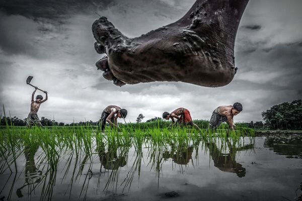مسابقة التصوير البيئي لعام 2017 - صورة بعنوان Paddy cultivation (زراعة الأرز) للمصور سورجان ساركار - سبوتنيك عربي