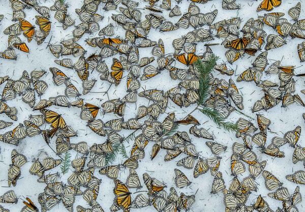 مسابقة التصوير البيئي لعام 2017 - صورة بعنوان Monarchs in the Snow (ملوك في الثلج ) للمصور جايم روجو - سبوتنيك عربي