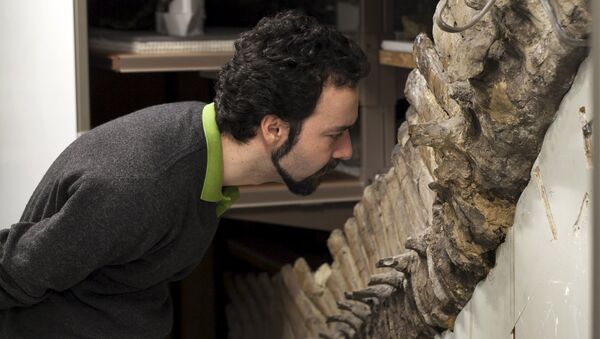سيرجيو بيرتازو، عالم الفيزياء الطبية الحيوية في كلية إمبريال في لندن، يدرس حفرية في متحف التاريخ الطبيعي في لندن في هذه الصورة غير مؤرخة المقدمة من قبل لوران ميكول، 9 يونيو 2015 - سبوتنيك عربي