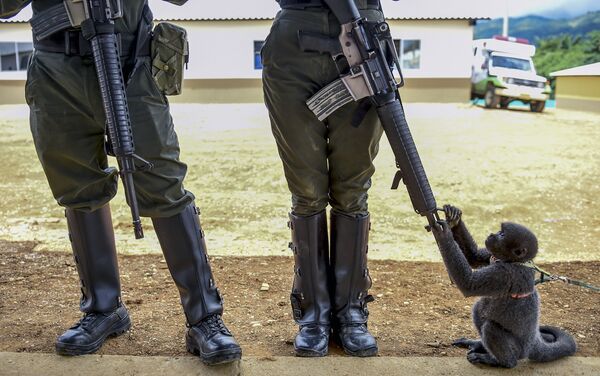قرد صغير يلعب بفوهة بندقية جندية كولومبية في منطقة غير مسلحة تعرف بـ مساحات للتدريب الإقليمي وإعادة الإدماج في أغوا بونيتا، كولومبيا 25 أكتوبر/ تشرين الأول 2017 - سبوتنيك عربي