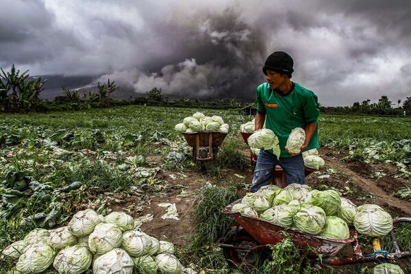 مزارع إندونيسي يحصد الملفوف خلال ثوران بركان جبل سينابونغ في كارو في شمال سومطرة، 4 نوفمبر/ تشرين الثاني 2017 - سبوتنيك عربي
