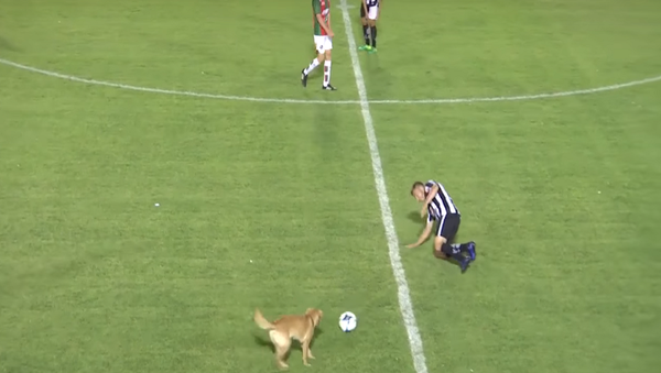 كلب في معلب كرة قدم - سبوتنيك عربي