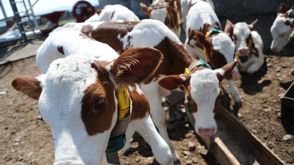 مزرعة أبقار في روسيا - سبوتنيك عربي
