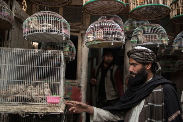 بائع ومشتري في سوق للطيور في كابول، أفغانستان - سبوتنيك عربي