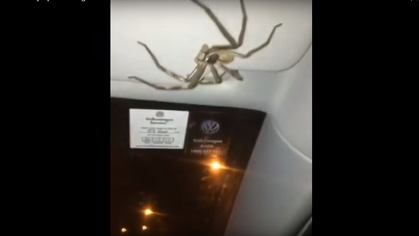 عنكبوت ضخم أخذ فتاة رهينة في سيارتها - سبوتنيك عربي