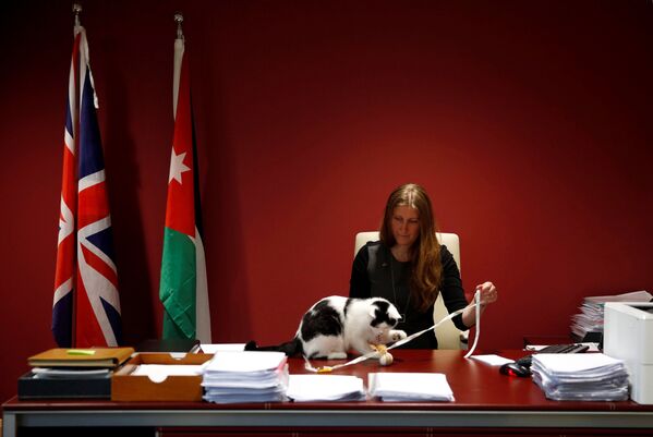 نائب السفير البريطاني لدى الأردن، لاورا داوبن، تلعب مع قطها لورنس عبدون، وهو أول قط تابع للدبلوماسية البريطانية في الأردن، عمان 15 نوفمبر/ تشرين الثاني 2017 - سبوتنيك عربي