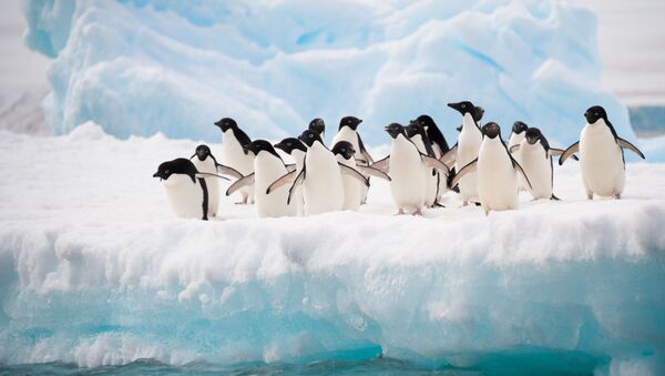 طيور البطريق في القطب الجنوبي - سبوتنيك عربي