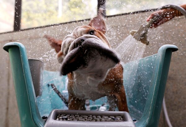 كلب إنجليزي بوبو خلال حمام في سنغافورة، 6 ديسمبر/ كانون الأول 2017 - سبوتنيك عربي