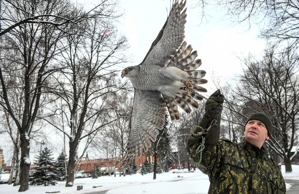 جندي من خدمة طيور حرس الكرملين يمسك صقرا في موسكو - سبوتنيك عربي