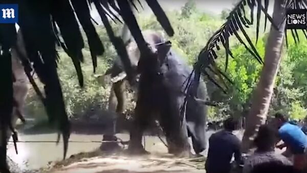 بالفيديو.. انقاذ فيل غارق فى بركة طين فى الهند - سبوتنيك عربي