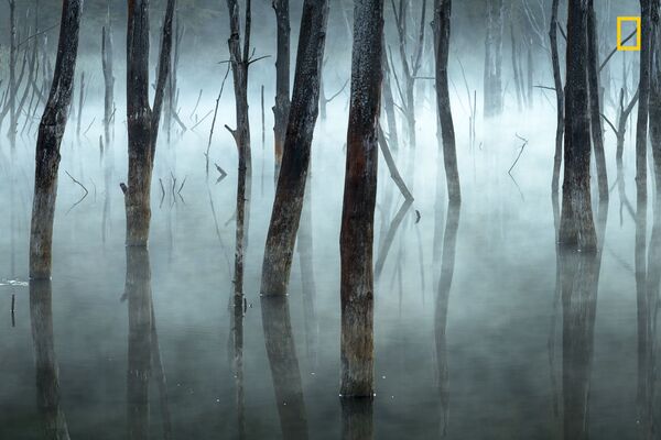 مسابقة ناشيونال جيوغرافيك للطبيعة لعام 2017 - المصور غيورغي بوبا، صورة بعنوان الأشجار الميتة في غابة ساحرة (Dead trees in a natural dam, from an enchanted forest) في بحيرة سوجديل برومانيا - سبوتنيك عربي