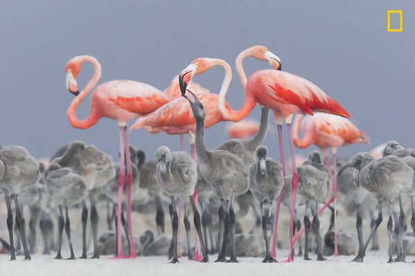 مسابقة ناشيونال جيوغرافيك للطبيعة لعام 2017 - المصور أليخاندرو بريتو، صورة بعنوان طائر الفلامينغو يطعم صغيره (Pink flamingos feeding their young)، المكسيك - سبوتنيك عربي