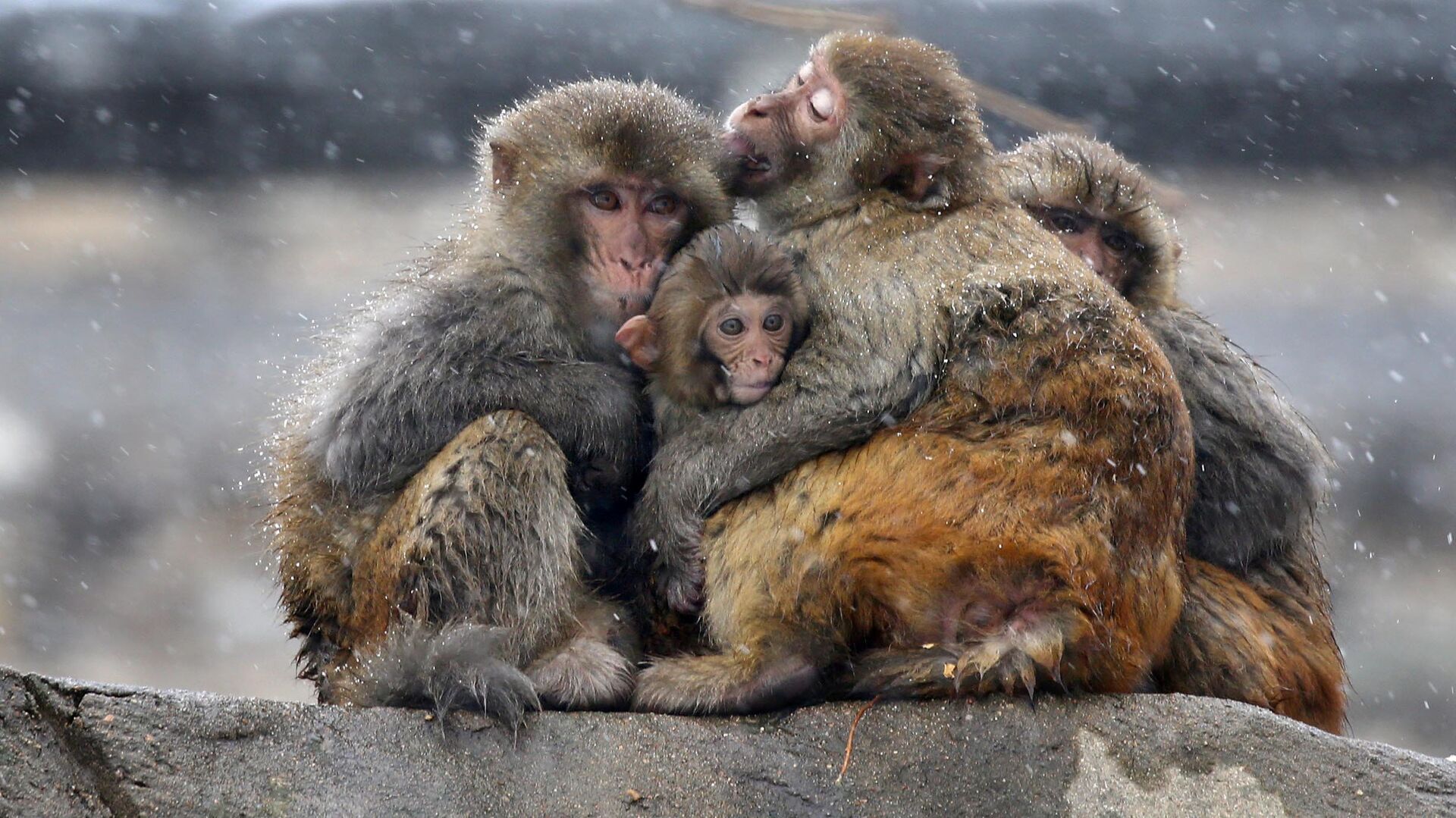 عناق القرود خلال تساقط الثلوج في ليانيونغانغ، الصين 14 ديسمبر/ كانون الأول 2017 - سبوتنيك عربي, 1920, 19.05.2022