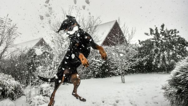 كلب يقفز للإمسكا بكرة الثلج في غوديوارسفيلد، فرنسا 11 ديسمبر/ كانون الأول 2017 - سبوتنيك عربي