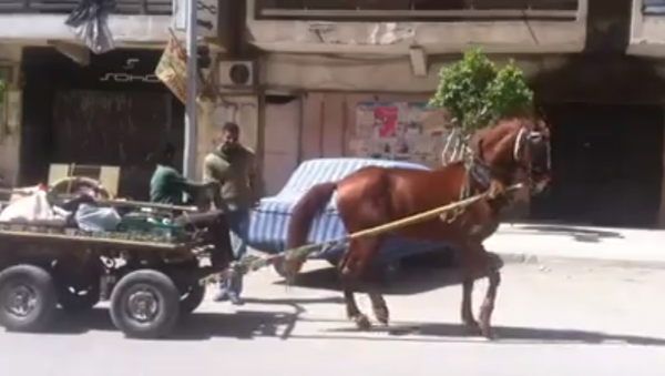 حصان يرقص على أنغام أغنية شعبية - سبوتنيك عربي